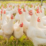La avicultura sostenible: un equilibrio entre producción y responsabilidad ambiental